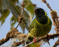 Cotinga vert et noir