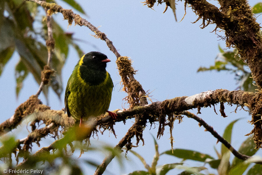 Cotinga vert et noir