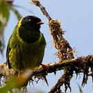 Cotinga vert et noir