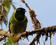 Cotinga vert et noir