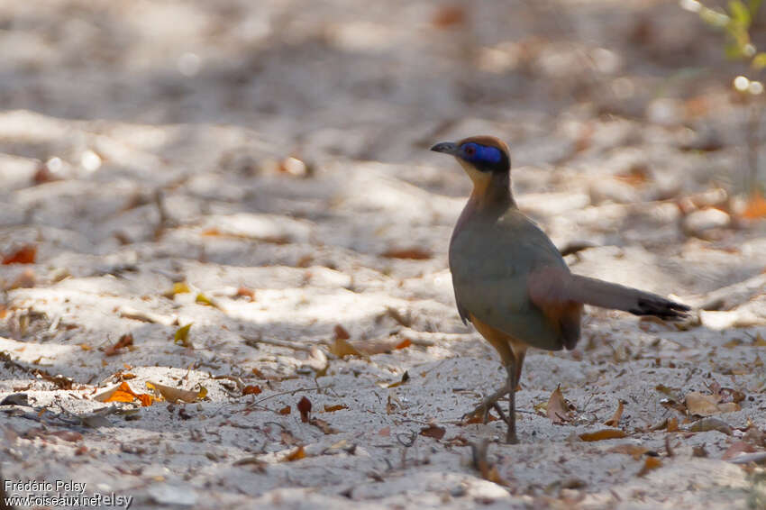 Coua à tête rousseadulte