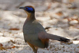 Red-capped Coua