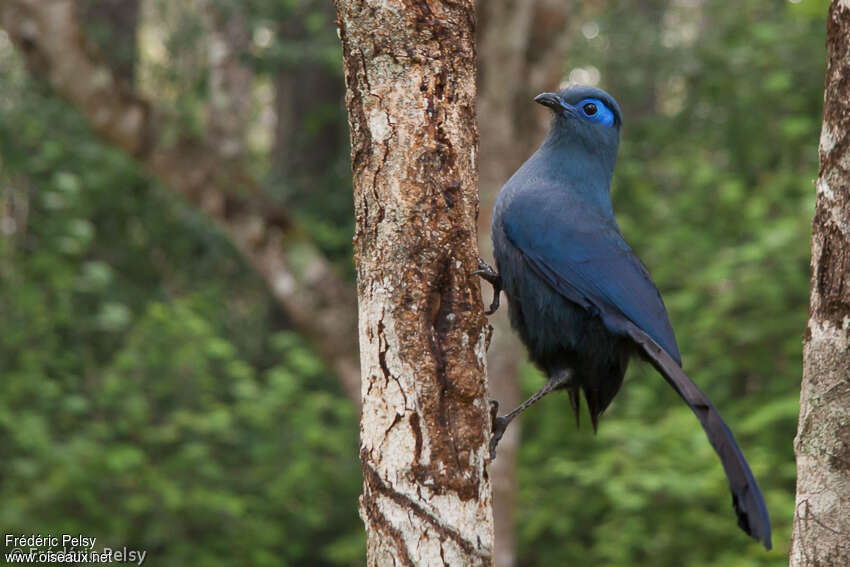 Coua bleu, identification