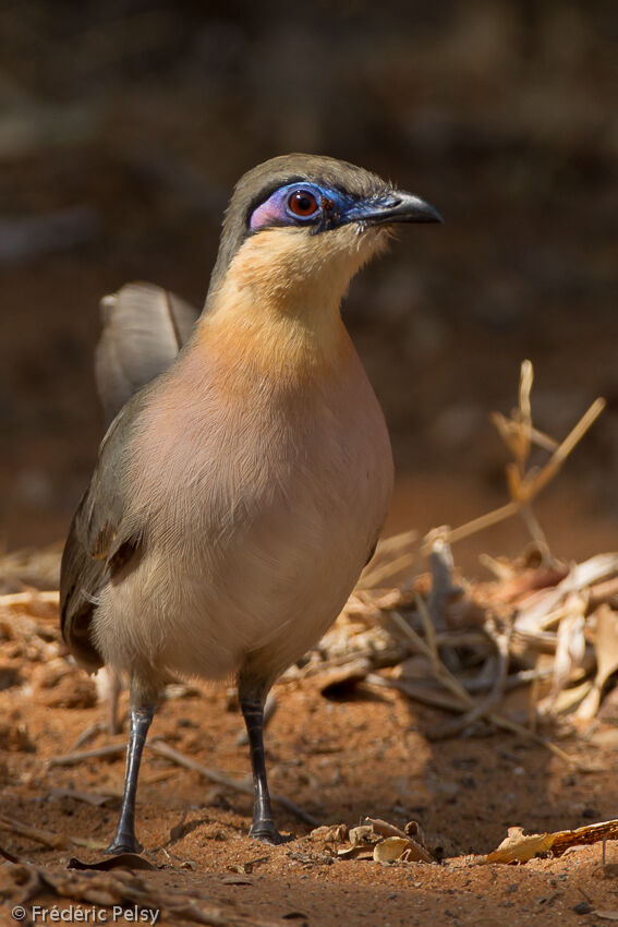 Coua coureuradulte