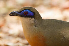 Coquerel's Coua