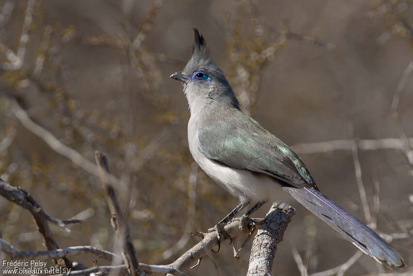 Verreaux's Couaadult, identification