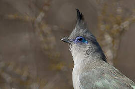 Verreaux's Coua