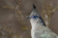 Coua de Verreaux