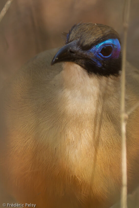 Coua géantadulte