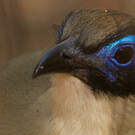 Coua géant