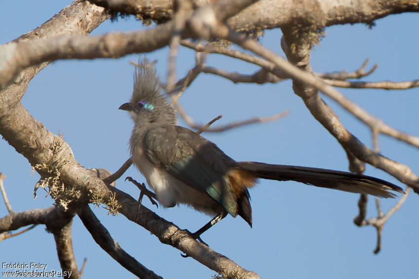 Coua huppéadulte, identification