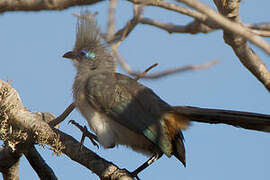 Crested Coua