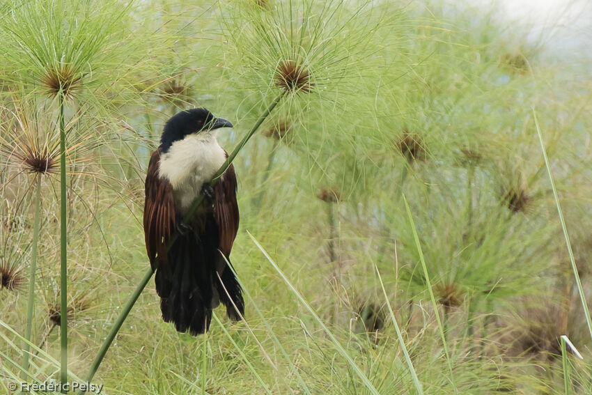 Coucal à nuque bleueadulte