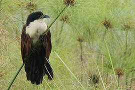 Blue-headed Coucal