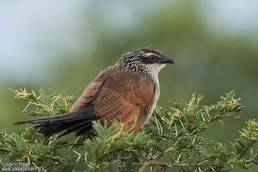 White-browed Coucaladult, aspect