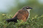 Coucal à sourcils blancs