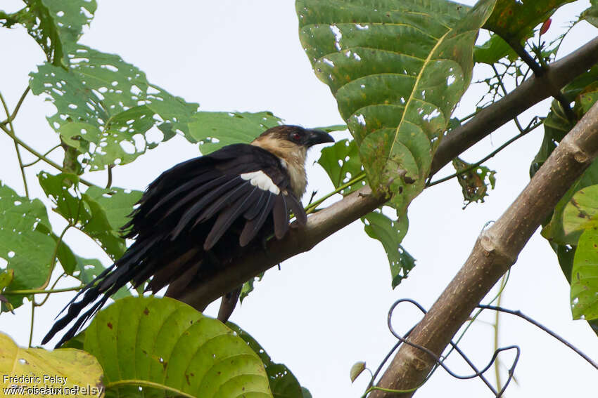 Coucal atralbinadulte