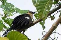 Coucal atralbin