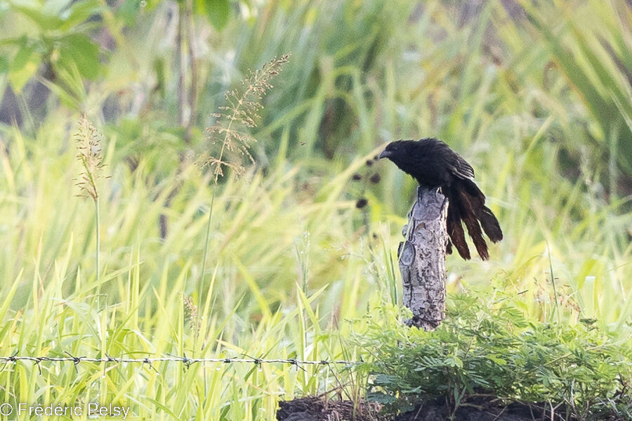 Black-billed Coucal