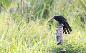 Black-billed Coucal