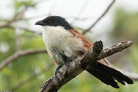 Burchell's Coucal