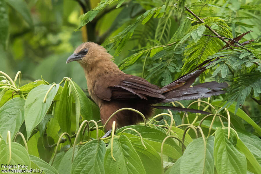 Coucal des Célèbesadulte