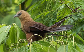 Bay Coucal