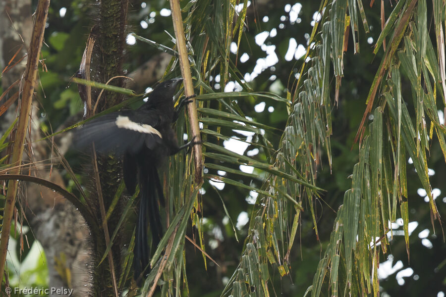 Coucal goliath