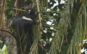 Goliath Coucal