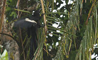 Coucal goliath