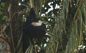 Goliath Coucal