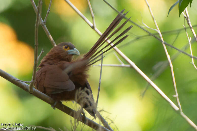 Coucal rouxadulte, identification