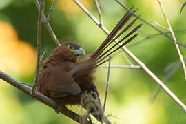 Rufous Coucal