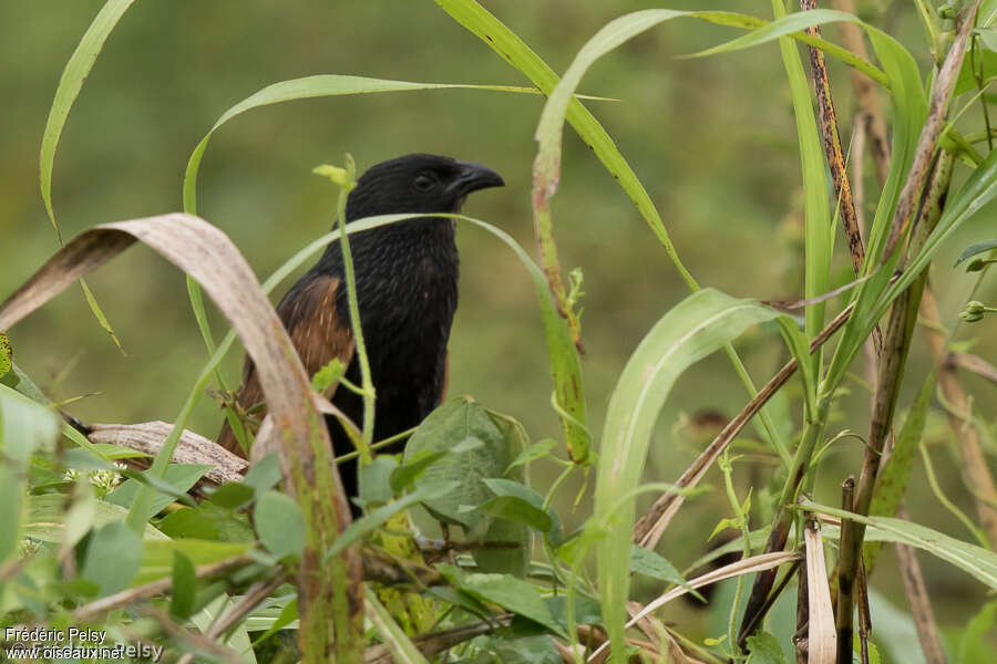 Lesser Coucaladult breeding, Behaviour