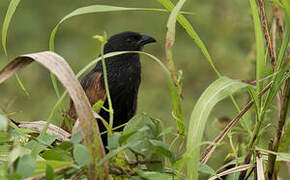 Lesser Coucal