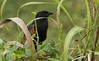 Coucal rufin