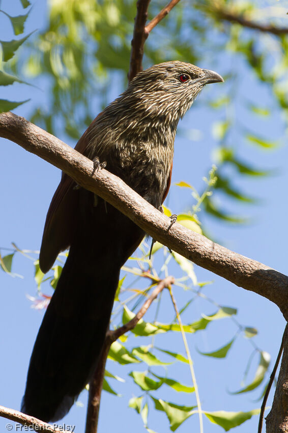 Malagasy Coucal