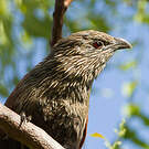 Coucal toulou