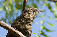 Coucal toulou