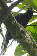 Violaceous Coucal