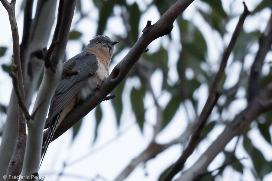 Fan-tailed Cuckoo