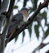 Fan-tailed Cuckoo