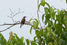 Long-billed Cuckoo