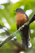 Chestnut-breasted Cuckoo