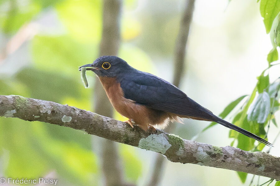 Chestnut-breasted Cuckoo, eats