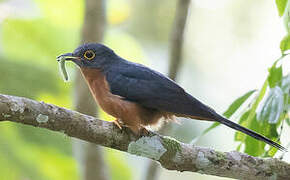 Chestnut-breasted Cuckoo