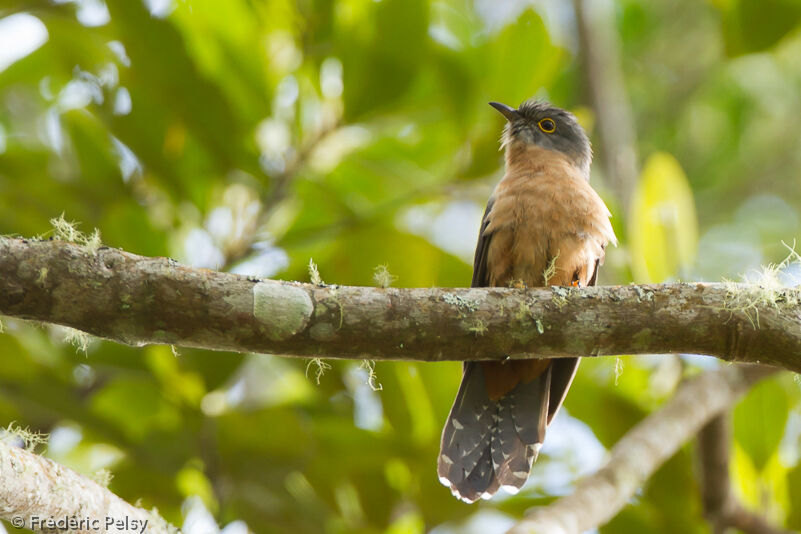 Rusty-breasted Cuckooadult