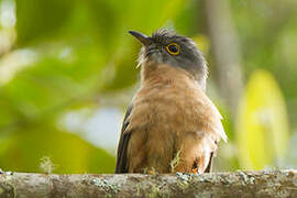 Rusty-breasted Cuckoo