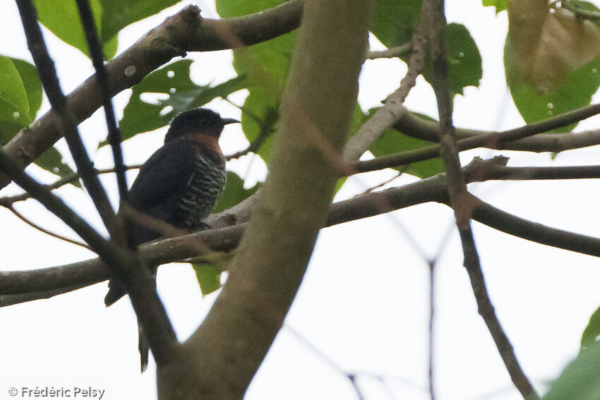 Black Cuckooadult