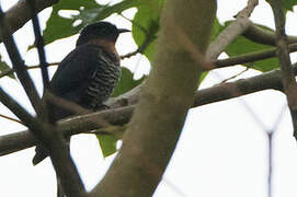 Black Cuckoo